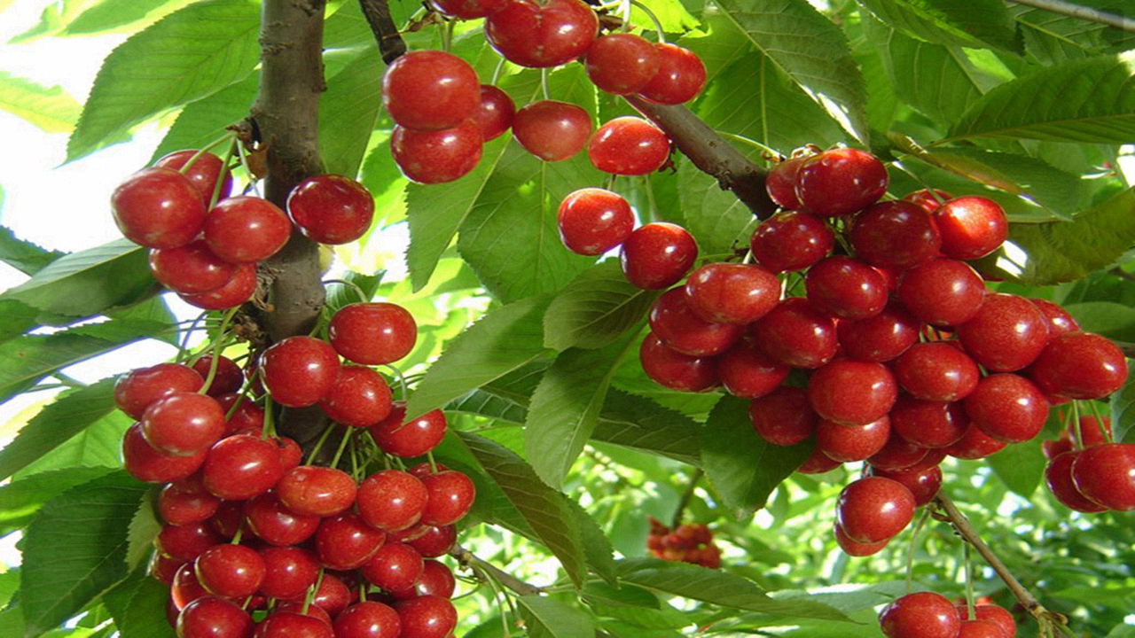 Cherry and it are enemies. We can't eat them together. Do you know why? Don't be ignorant anymore.