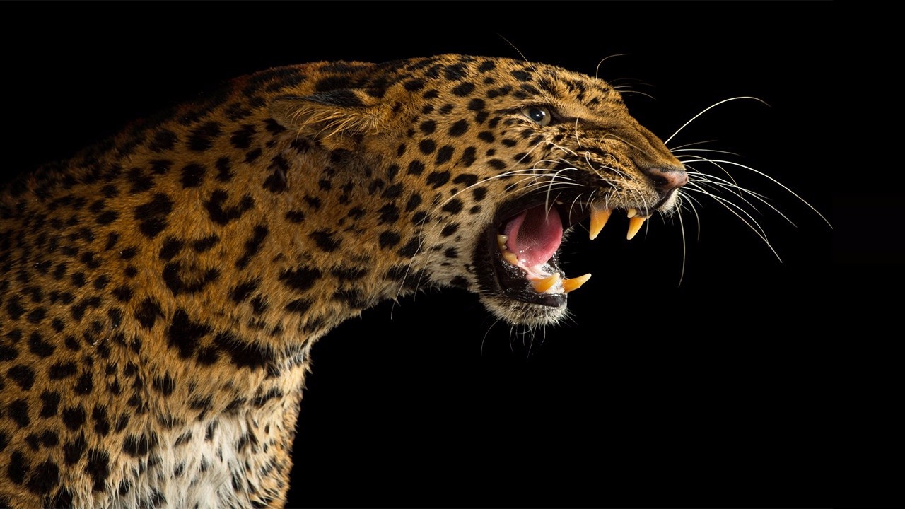 Men experience the feeling of being licked by a leopard, and their arms are directly injured!