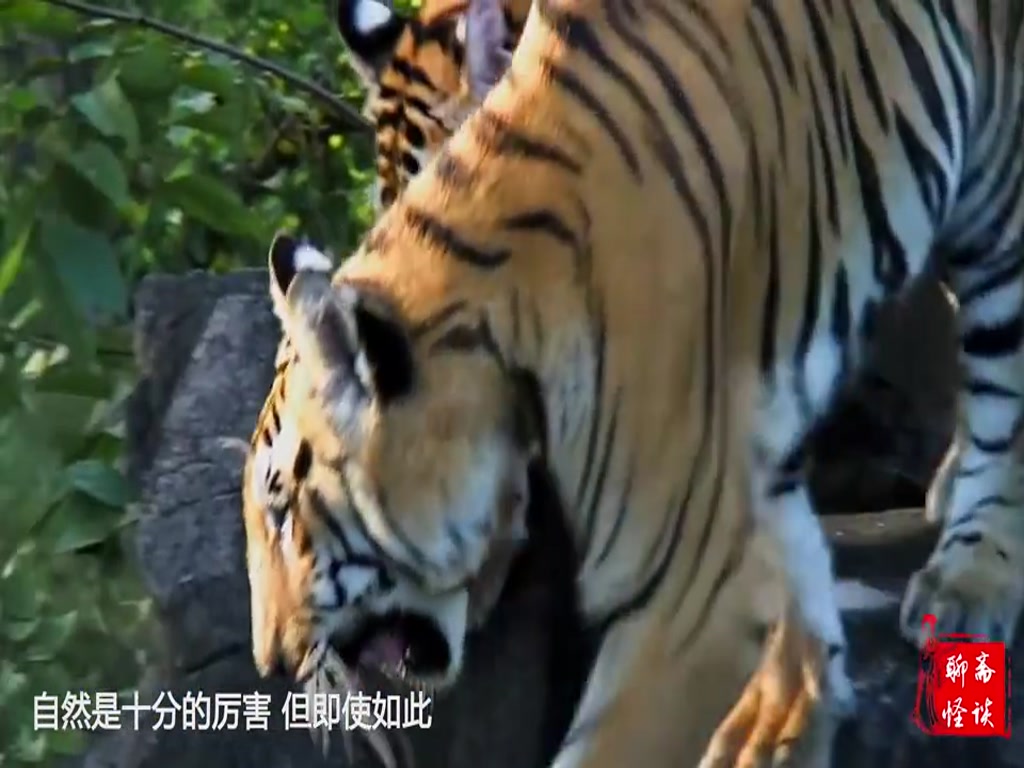 Man in order to train pet tiger fighting ability, personal fight with tiger!