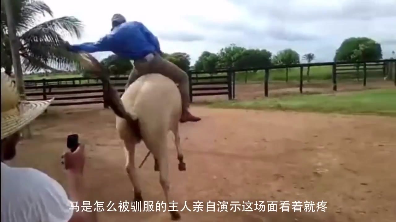 It hurts to see how a horse is tamed when the master demonstrates it himself.