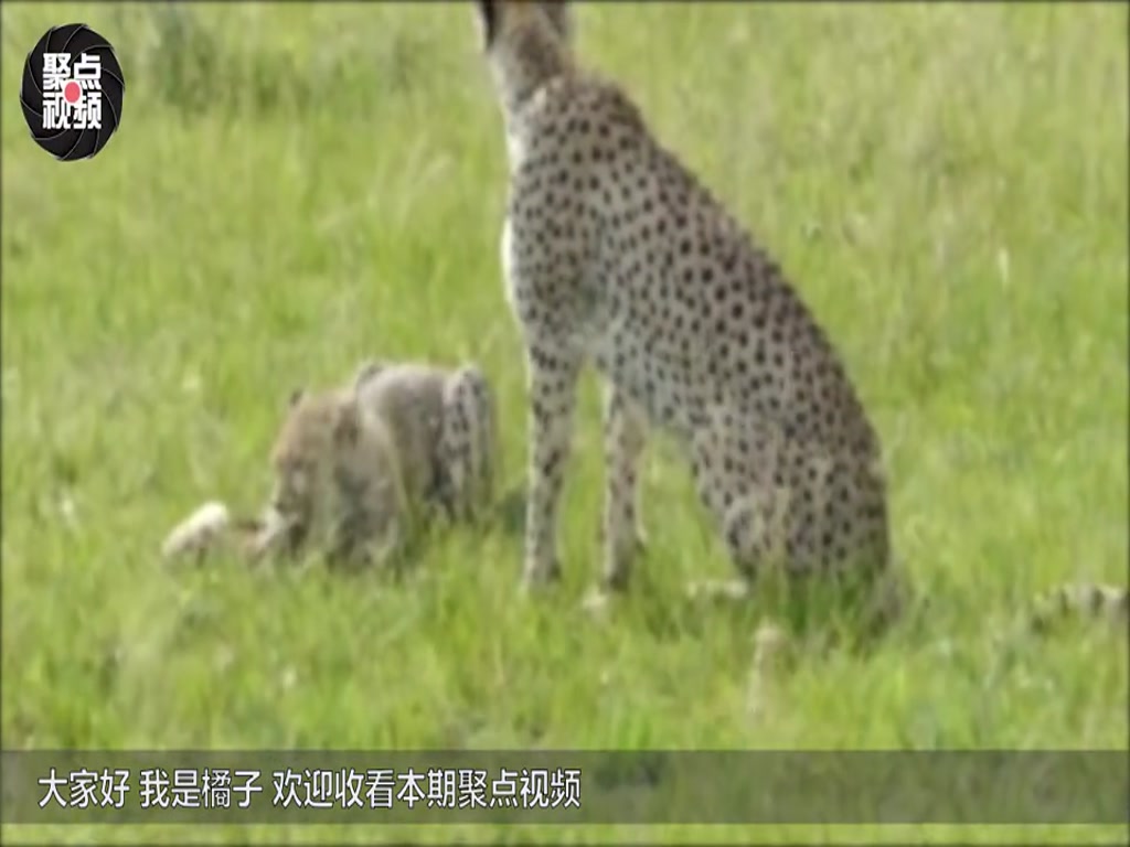Following the "licking tiger", the new member of the "love licking" family was actually a cheetah licking rabbit.