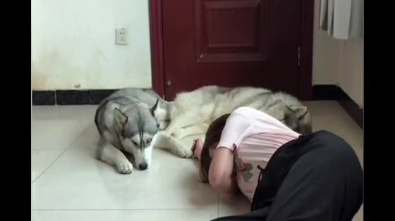 The hostess pretended to faint in front of Husky, who was indifferent.