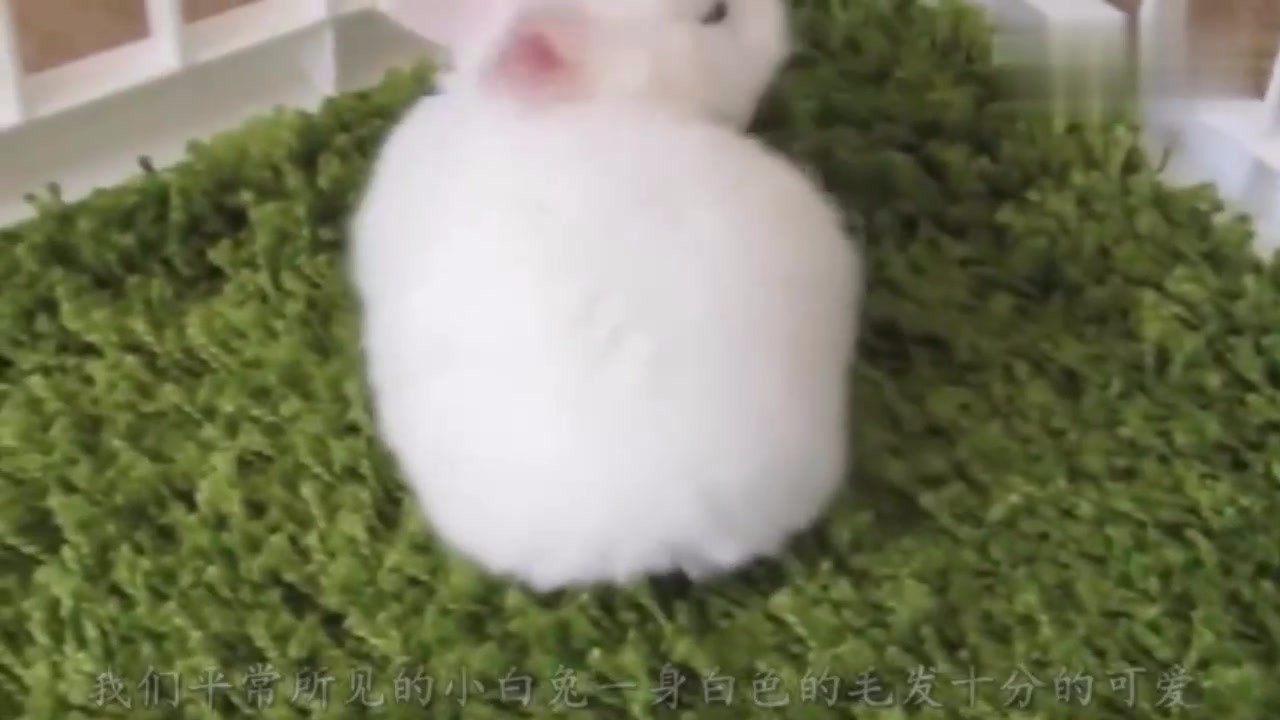 The world's largest rabbit flower giant rabbit, is this still a lovely rabbit, netizen: This is a bear bar