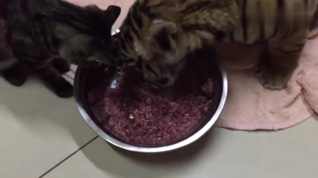 The owner made a pot of meat for the tiger. The tiger ate delicious food. Netizen: I was hungry.