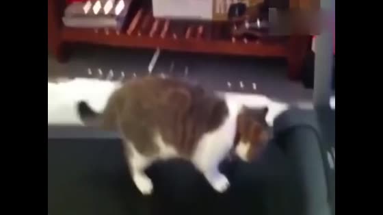 The fat cat, forced to walk on the treadmill, was perfunctory and attitudinally beaten.