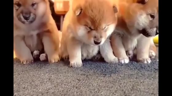 Are you sleepy with three cute little puppies selling to the camera?
