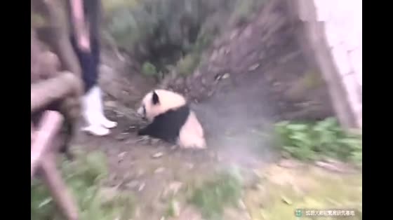 Chengdu giant pandas play in puddles