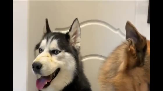 The German shepherd urinated on Husky's face and saw the owner pretending to be wronged.