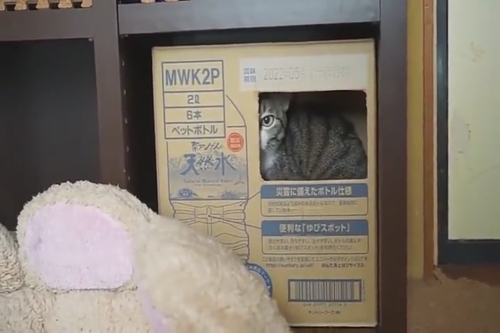The cat who likes to drill cardboard boxes, facing the call of the owner, the choice of the cat is bright.