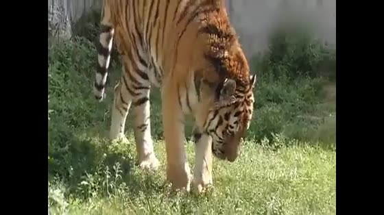 How domineering does a 500-kg Siberian tiger grow? Feel it at close range