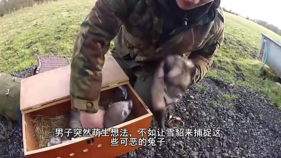 The man found the rabbit nest in the field. After the ferret went into the hole, the rabbit immediately exploded the pot.