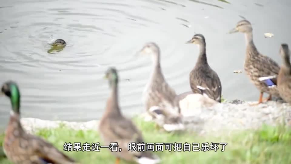 When the man saw a duck struggling in the water, he approached him and was overjoyed.
