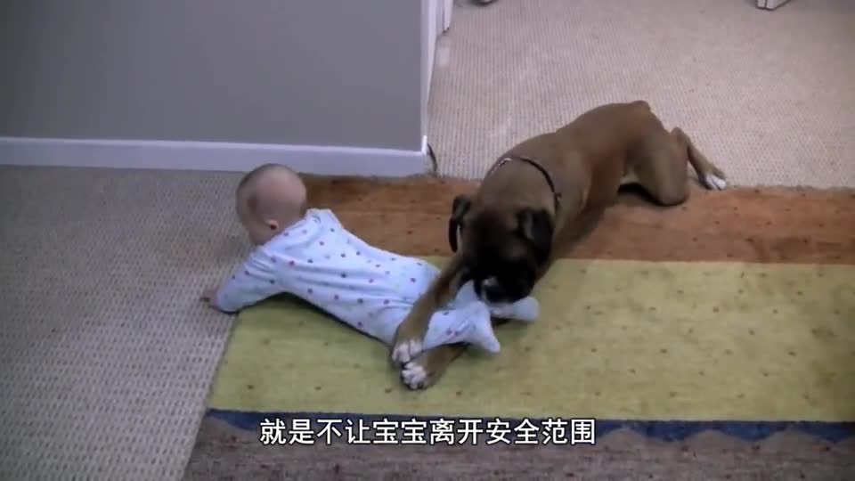 Mother ordered the dog not to let the baby go upstairs. The next second the dog moved, parents laughed.