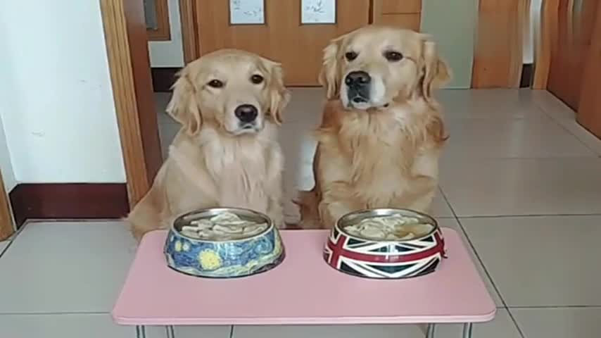 Two obedient golden hairs, the master said to eat three, not three must eat dumplings