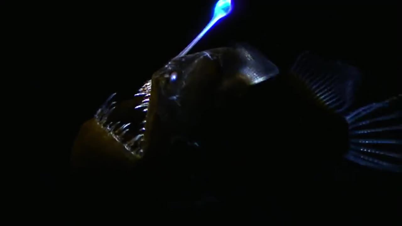 Lanternfish deep-sea animals glow by their bodies, attracting food close to them and preying on them.