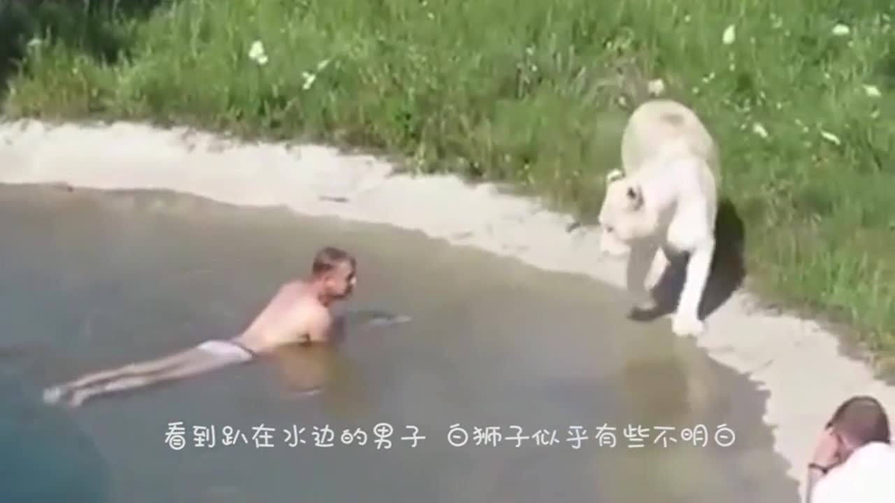 Men pretend to be drowning and reach out to the lion for help. The next second the lion acts so lovingly.