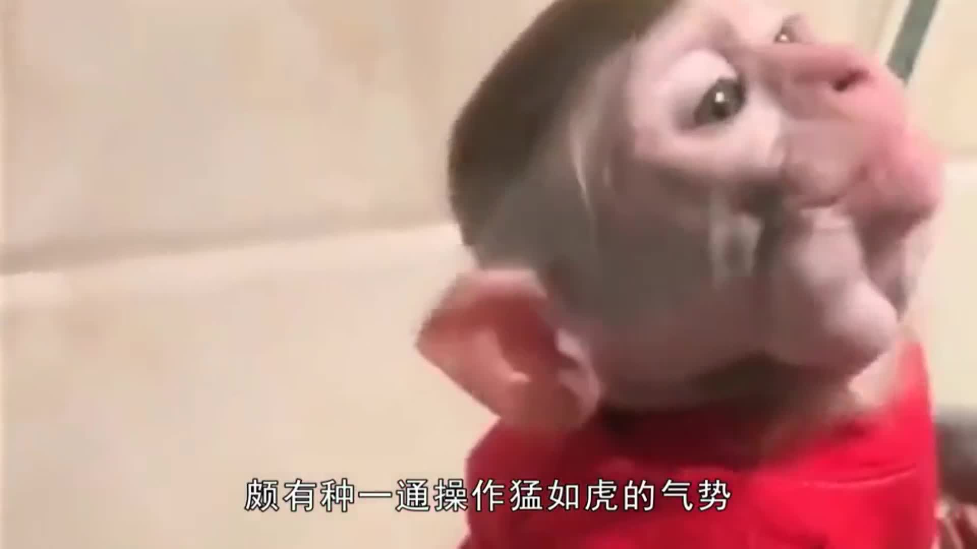 What does a monkey look like after being shaved? After the test, the foreigner sighed: the bear child next door