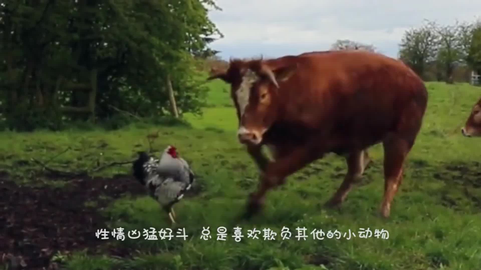 A 300-kilogram horse fell to the ground frightened by a chicken. The camera captured a funny scene.
