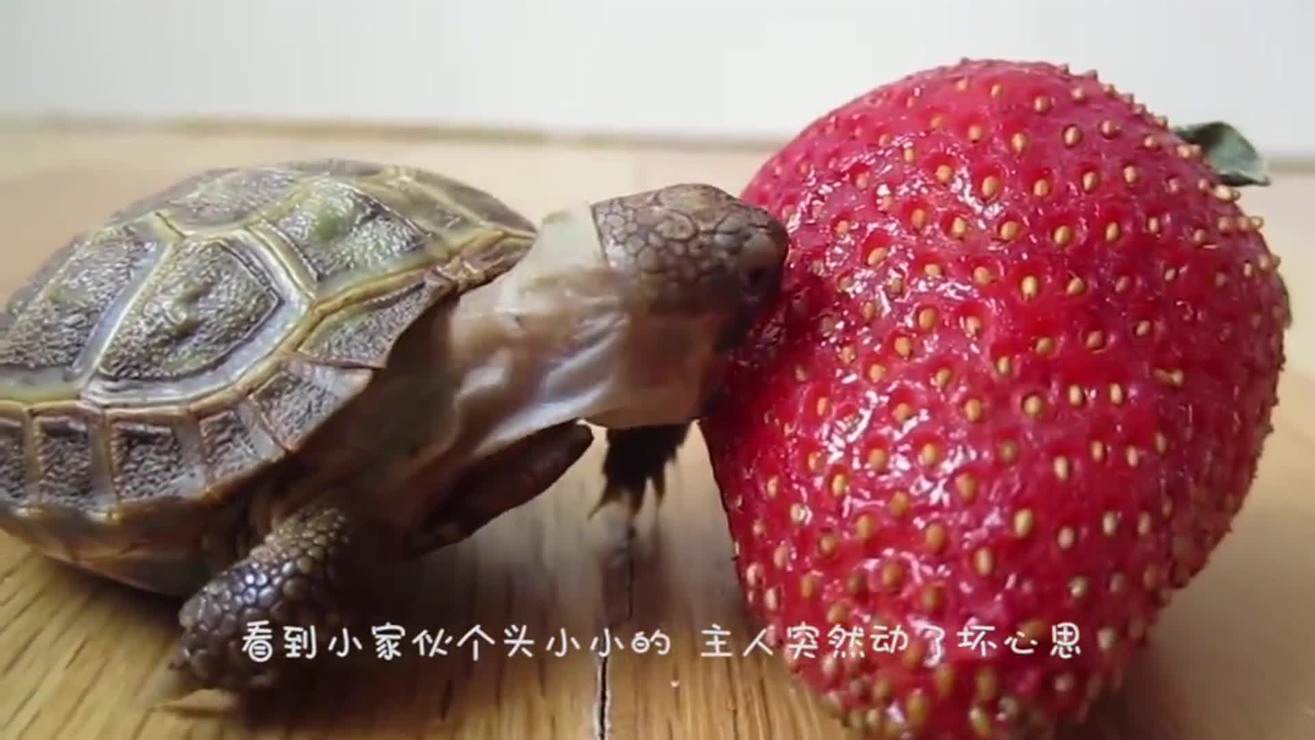 The owner feeds the turtle strawberries, stretches his neck and bites it constantly. Please hold back and stop laughing the next second.