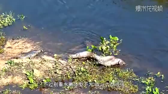 Mother Otter swimming with her children is popular on the internet. It's so cute. The whole process is taken by camera.