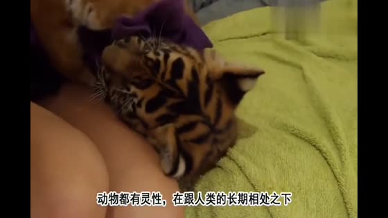 The owner took advantage of the tiger's sleeping soundly to frighten the tiger and stop laughing the next second.
