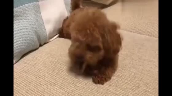 Teddy sees the owner is not at home, and starts to have fun on his own. He even plays with himself.