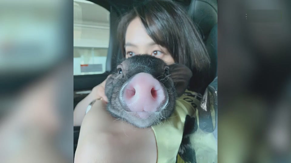 Song Qi took photos with Pet Pig and Pet Dog