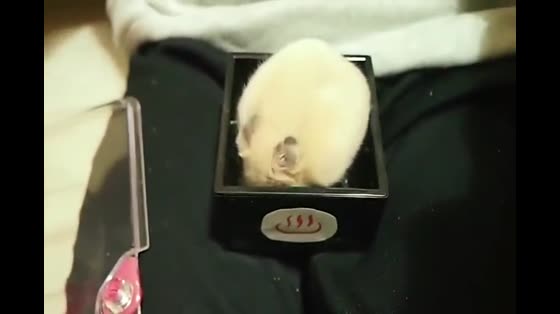 Videos hamster free Hamster Free