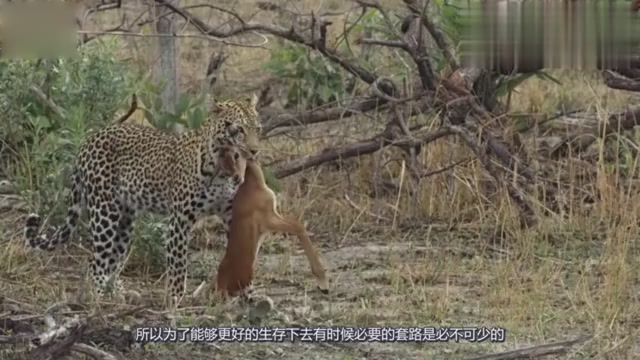 The leopard stares at the crocodile and makes the crocodile unable to respond quickly when the crocodile does not pay attention to the attack.