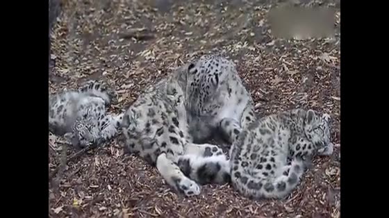 How beautiful are snow leopards? Look at this family at close range. The kid is too naughty.