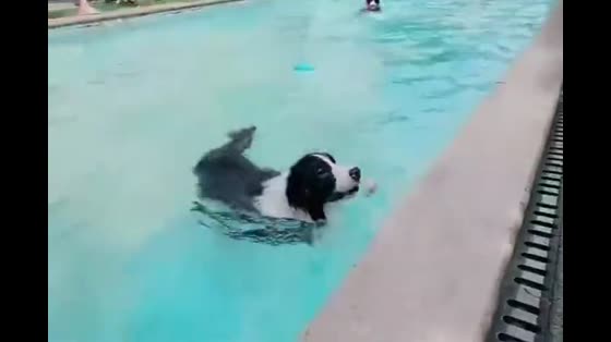 Dog swimming pool, I have to say that city people can really play.