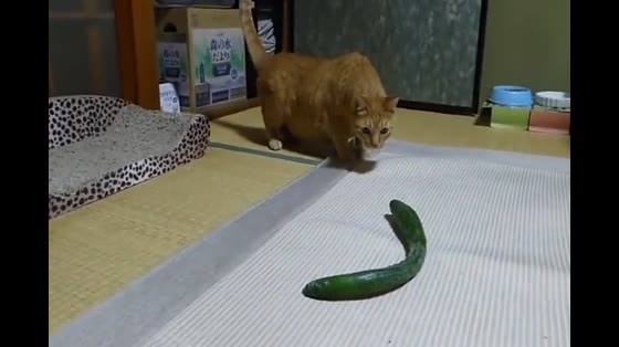 Why are cats and cats afraid of cucumbers? The curiosity of looking at the cat's face is that it's too funny to be near.