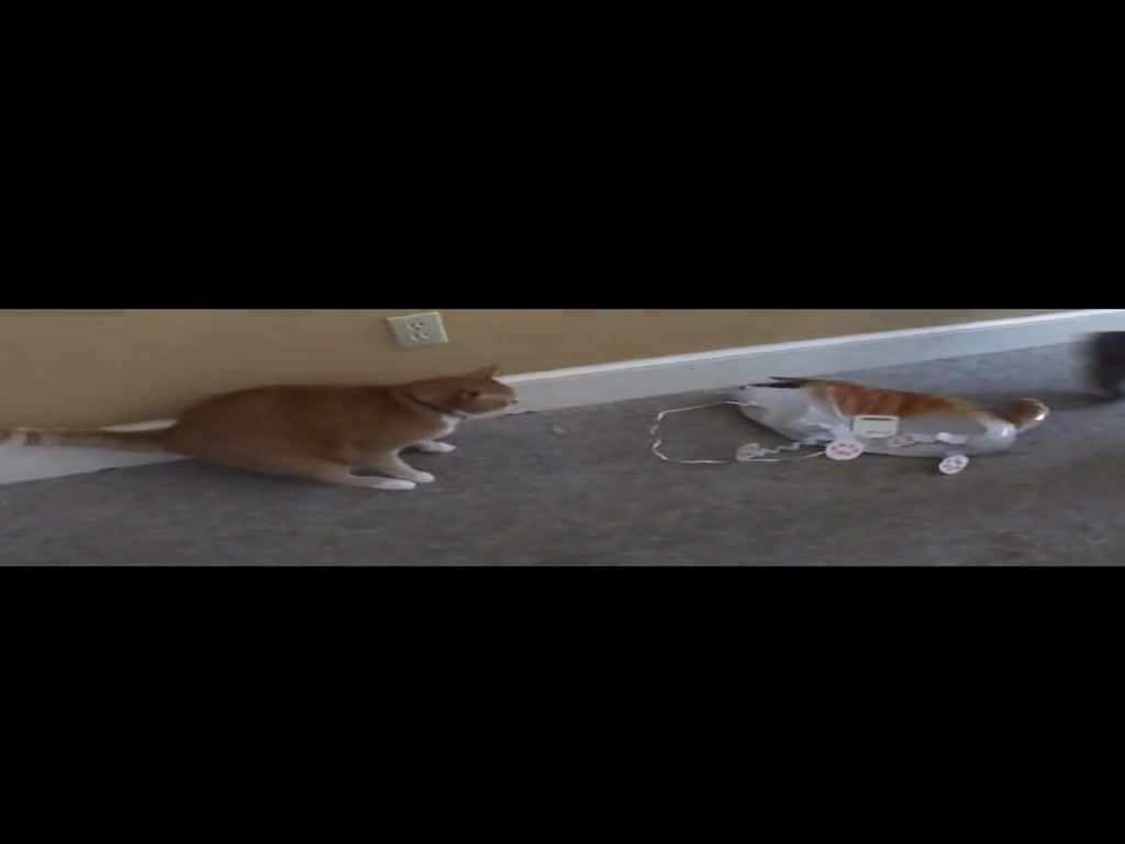 What happens when a cat sees a balloon?