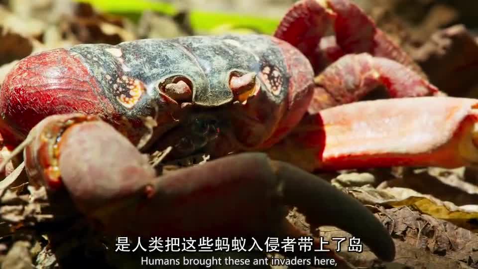 Tens of millions of red crabs migrate in great natural wonders, but are destroyed by small species.