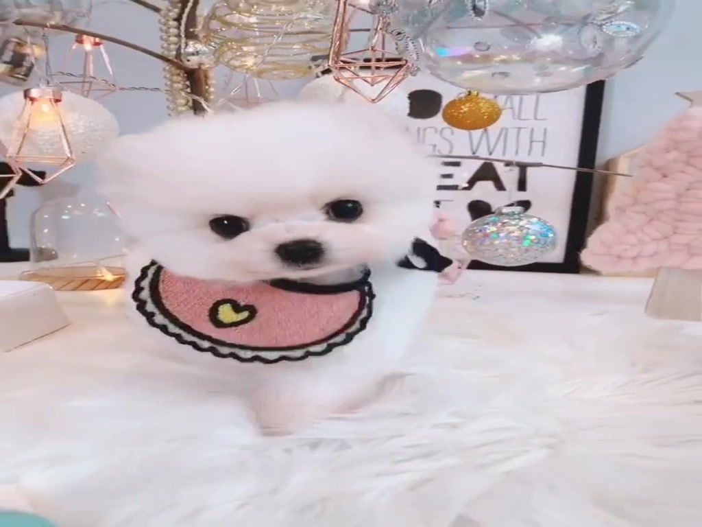 A dog is a passer-by in your life and you are all of its Beautiful Tea Cup Dogs