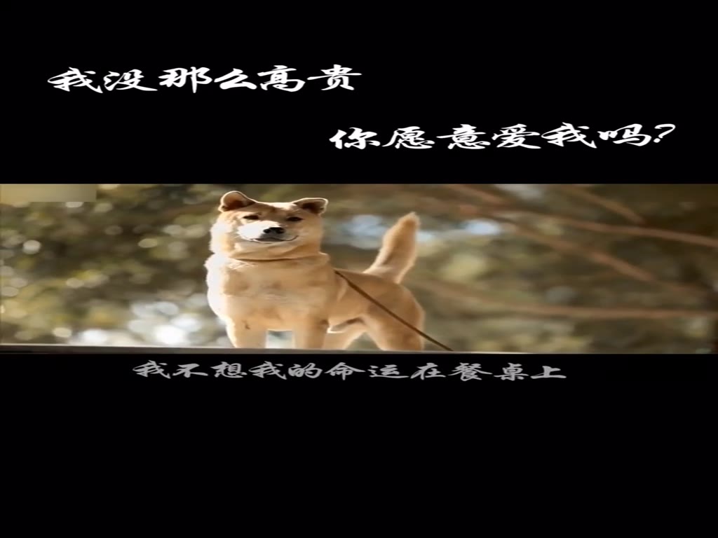 Dog Chinese Pastoral Dog