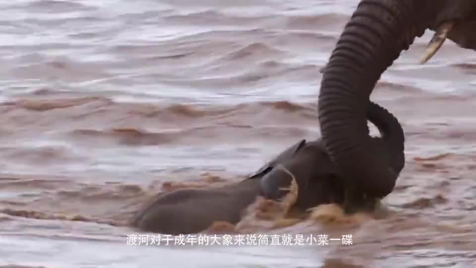 The elephant was washed away by the river. Mother decided to give up. The next picture was touching.