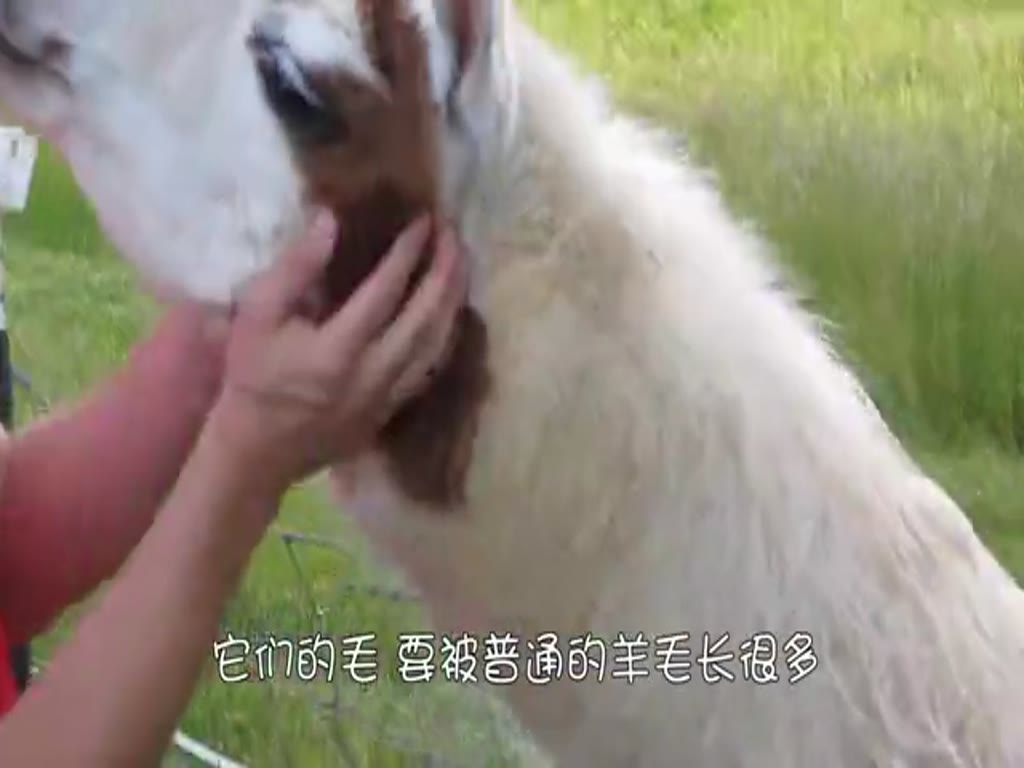 The keeper sheared the alpaca. Alpaca: See once, fight once, and the keeper was forced to resign.