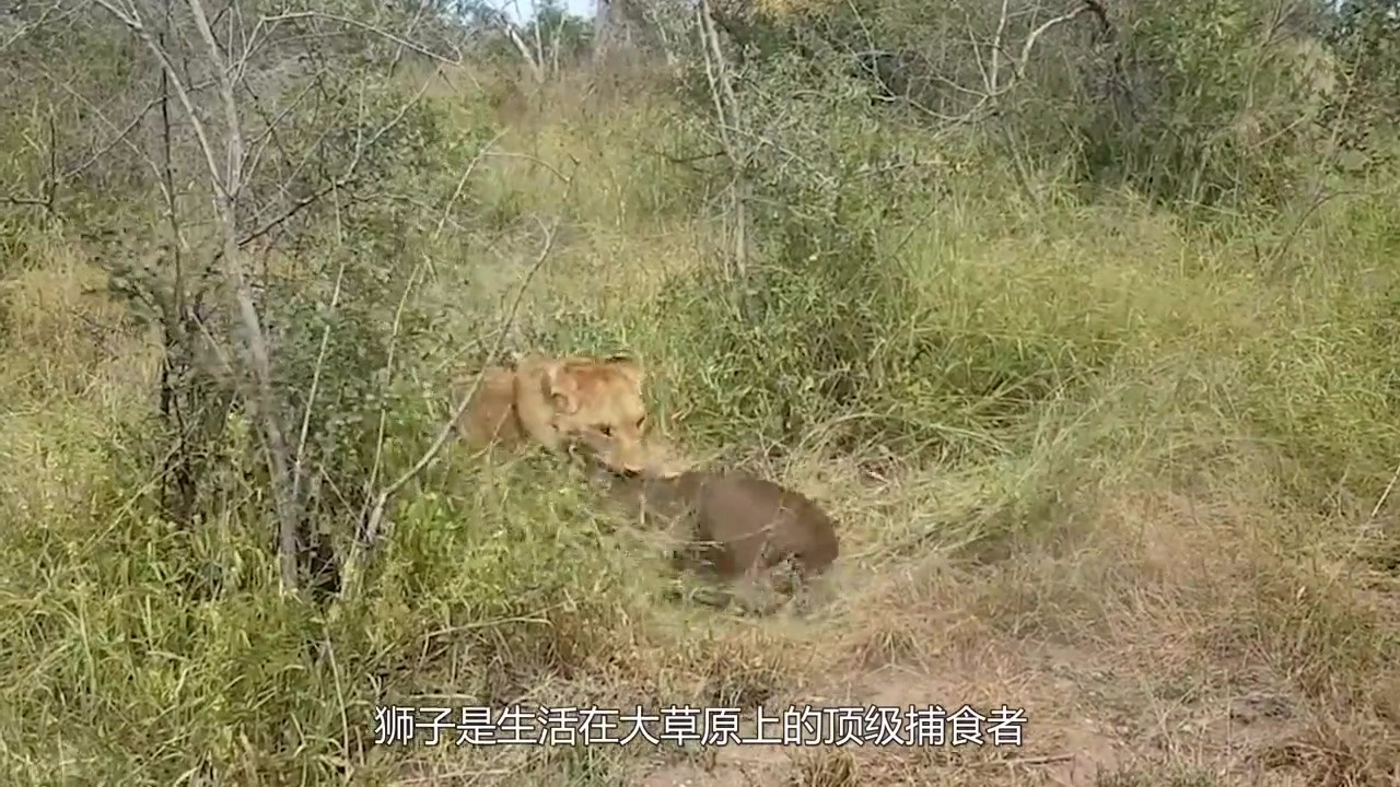 When the lion catches a calf, the brave calf expresses his disapproval and hits the lion directly on the head!