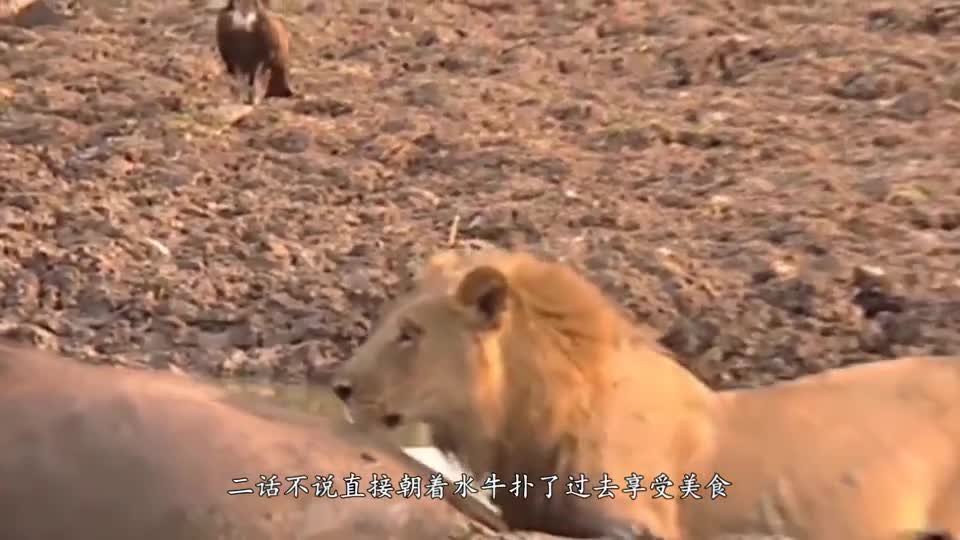 The buffalo was having a good time in the mud when suddenly a lion came and could not come out of it.