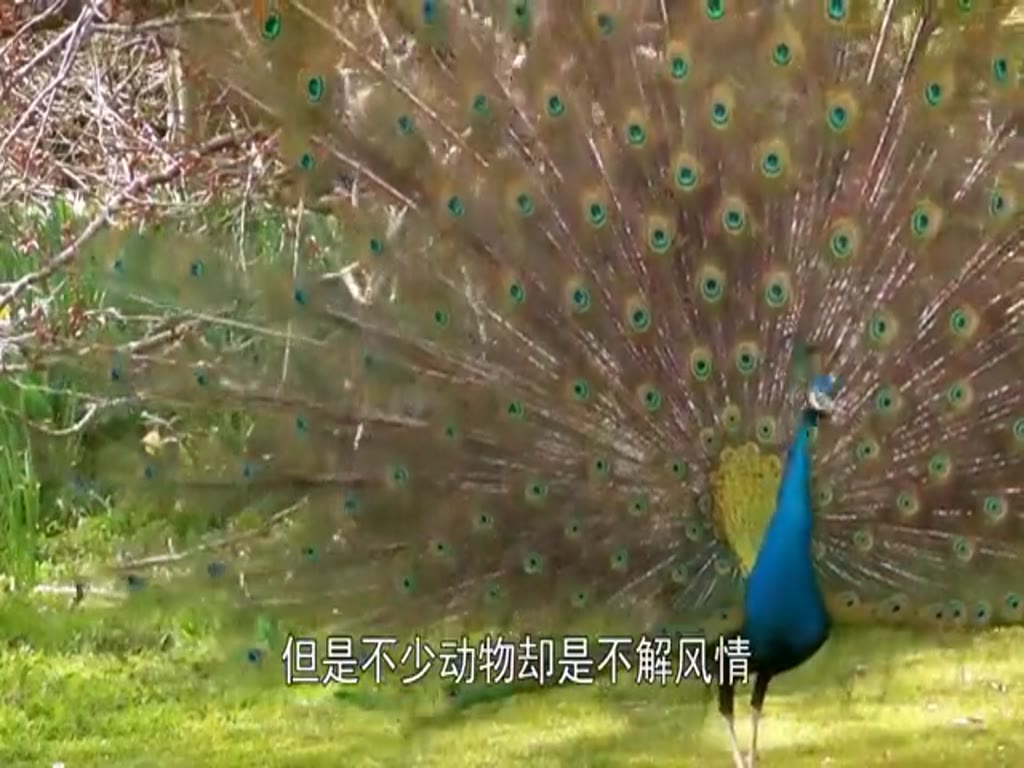 The peacock is opening its screen. It's caught by a squirrel. Stop laughing.