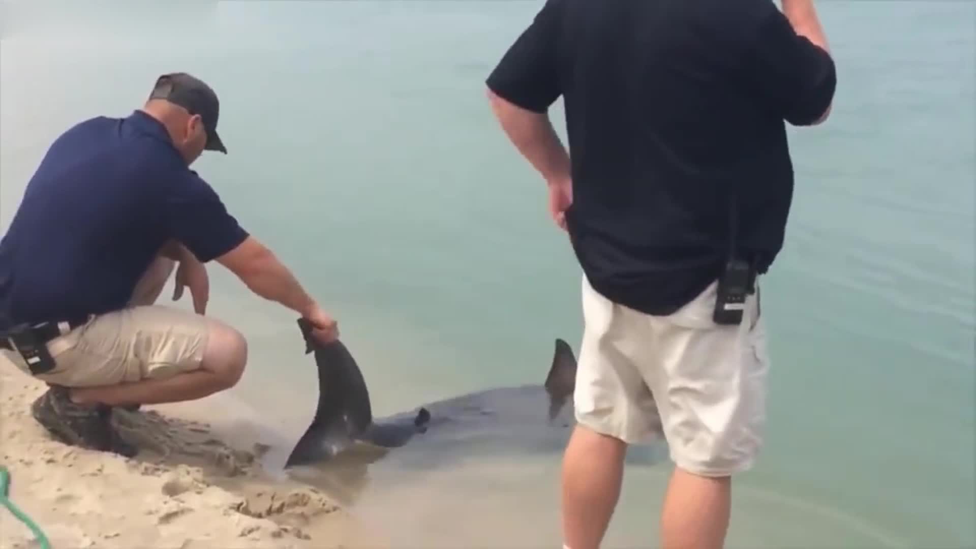 Sharks stranded on the beach dying, passers-by kept scooping water for rescue, blood vessels opened wide mouth and people cheered.