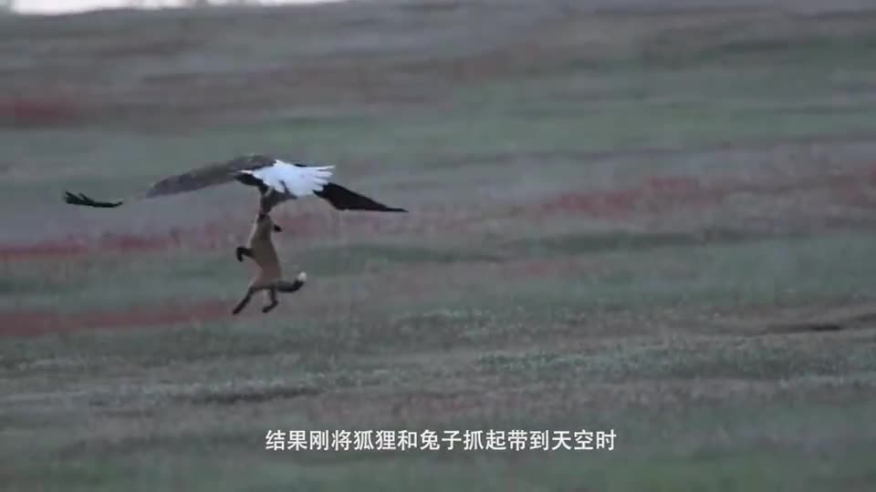 Eagles prey on goats, but goats use them as backs. The whole process is photographed.