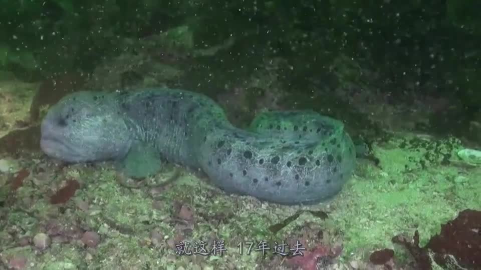 The man catches a "dragon" under the sea, and after 17 years of keeping it, it becomes more and more wrong. After expert appraisal, he is very happy.