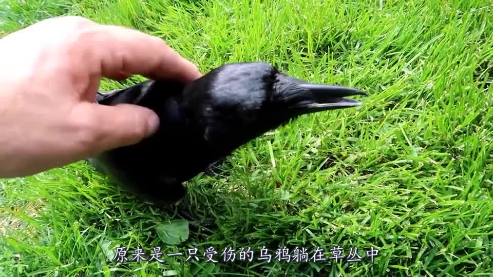 Grandpa adopted a crow and carefully raised it for 10 years. When her granddaughter came home, she was frightened.