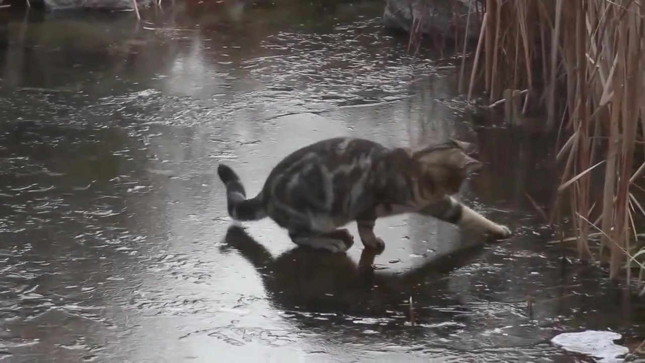 The cat sees the fish swimming down the ice and chasing the fish, but it can't catch us.