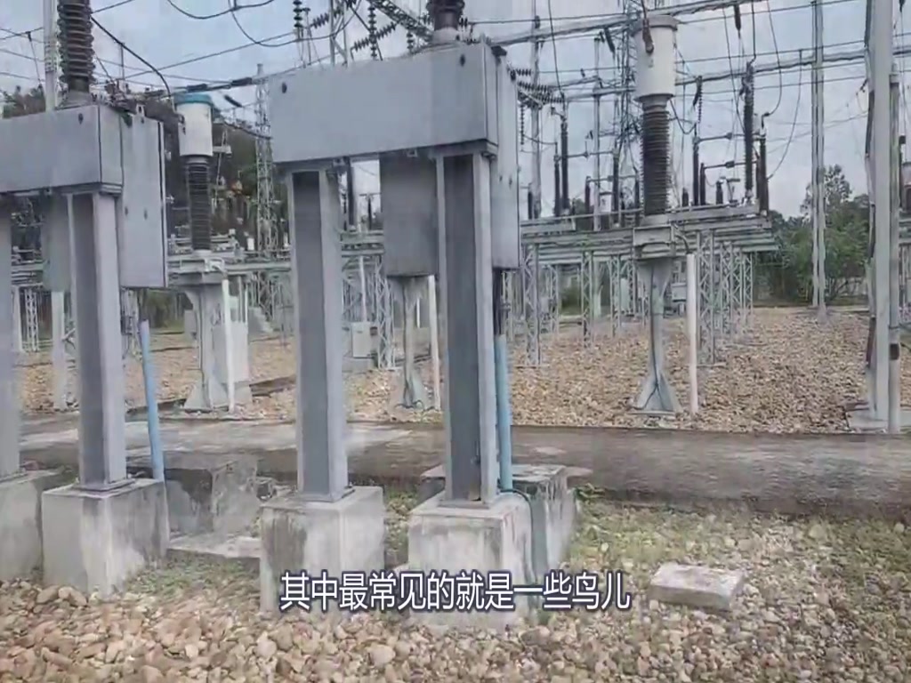 The bird stays at the high-voltage line to rest, explodes on takeoff, and the camera records the accident!