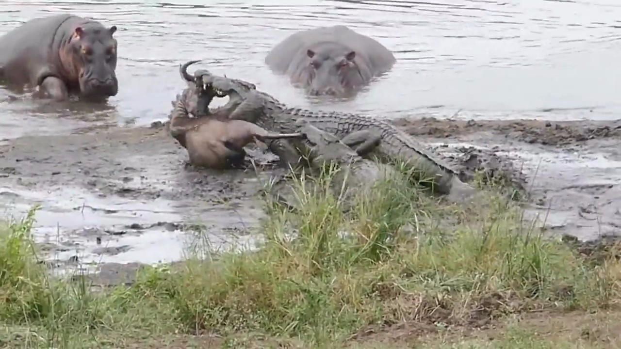 The crocodile attacked the water-drinking horn horse, but the hippopotamus also shot, recording the whole process.