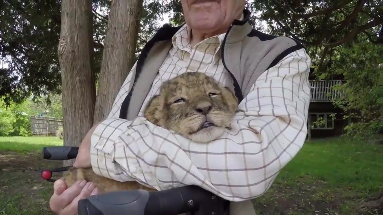 The keeper took the lion for a walk, and the boy fell asleep with his grandfather in his arms. It was so cute.