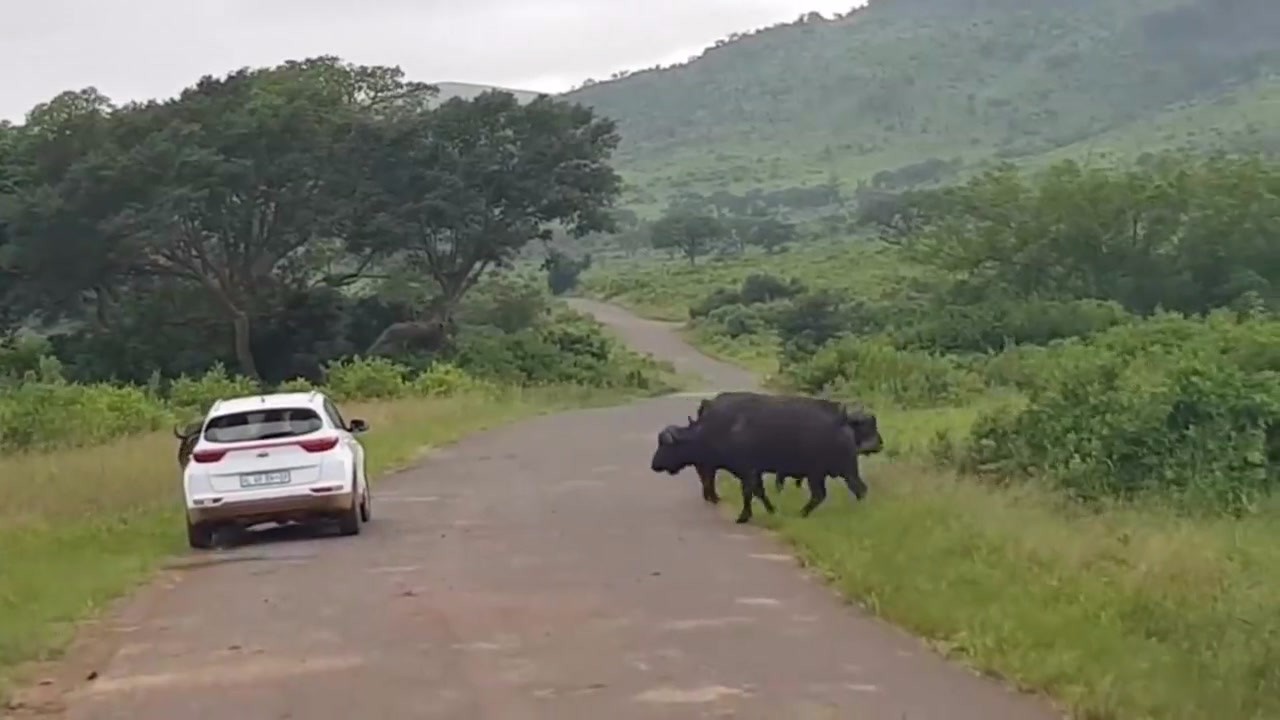 Buffalo is grazing on the roadside. The driver rushes over with luck. Don't be too miserable next second.
